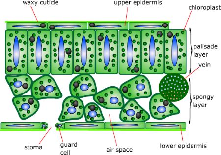 Spongy Mesophyll Cells