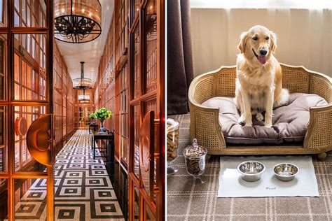 Our Guide to the Best Pet-Friendly Hotels