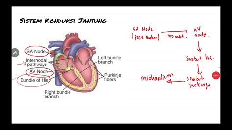 Sistem Konduksi Jantung Youtube - Riset