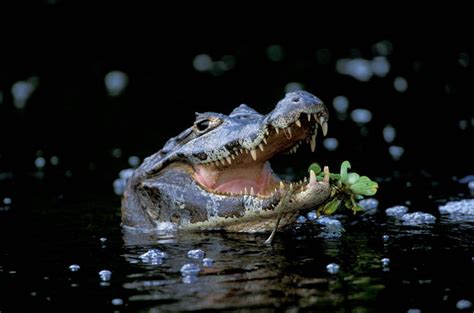 ANI013-00035 - Joel Sartore