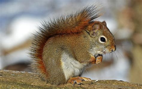 Acadia National Park Wildlife - National Park Photographer