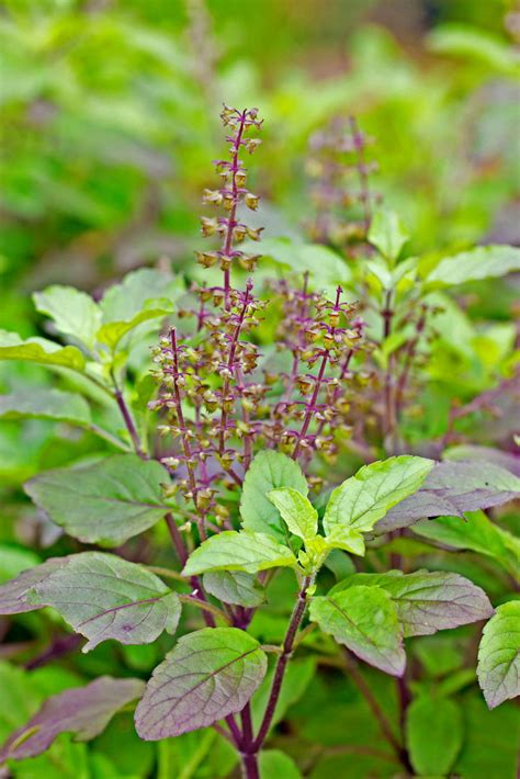 tulsi (Ocimum tenuiflorum) Benefits and Uses