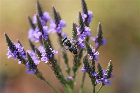 Blue Vervain - Ontario Native Plant Nursery | Container Grown | (705)466-6290