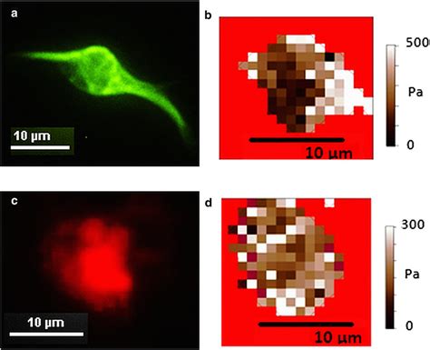 (a) Fluorescein isothiocyanate fluorescence image of live cortical cell ...