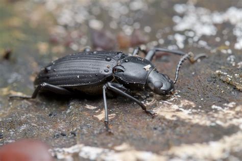 Habits and Traits of Darkling Beetles