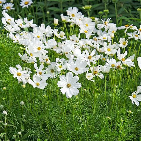 Cosmos bipinnatus 'Sonata White' Cosmos Plant, Cosmos Flowers, Cut ...