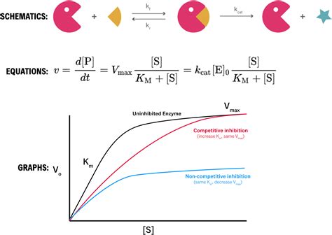 Enzyme Kinetics