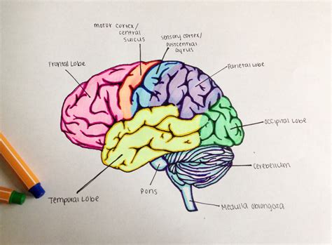 Ap Psychology Neuroscience - Lobes of the brain //... - why i study