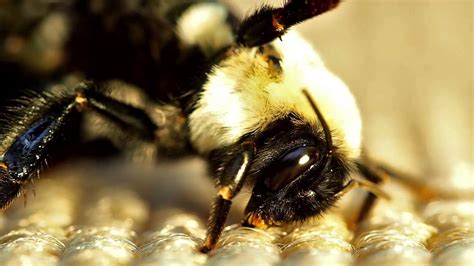 Bumble bees mating - YouTube