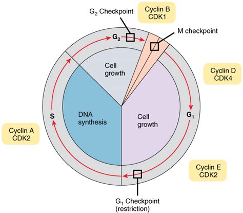 Cell Cycle With Cyclins and Checkpoints | Biology I