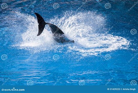 Dolphin Splash Stock Photos - Image: 31429223