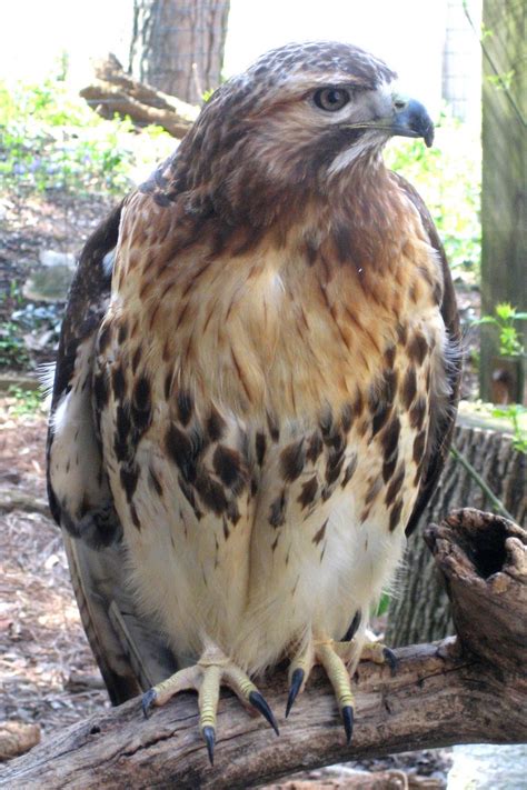 Wild Maryland 101: MD Birds of Prey: Red-tailed Hawk (Buteo jamaicensis)