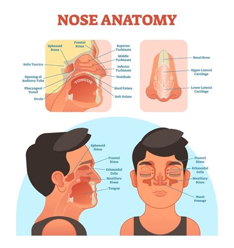 Diagram Of Nose Anatomy