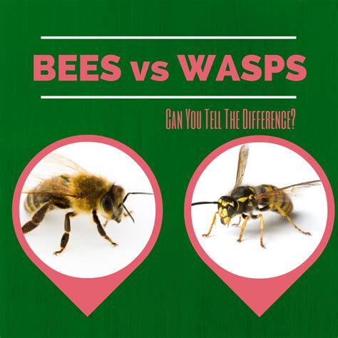 The difference between Bees and Wasps - Home Pest Control