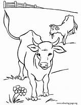 Cute Cow Coloring Pages  Home sketch template