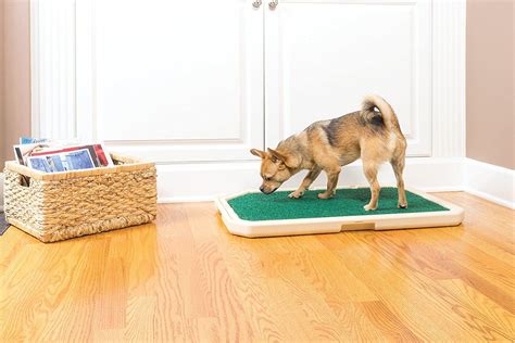 Small Dog Potty Training Tips - sudansite.net