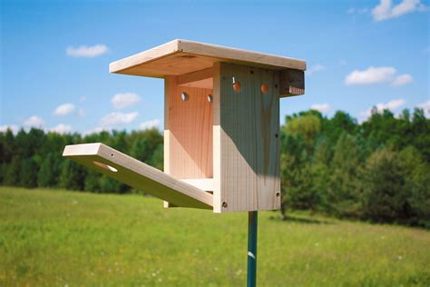 How to Build a Bluebird Nest Box | Nesting boxes, Bluebird nest, Blue bird