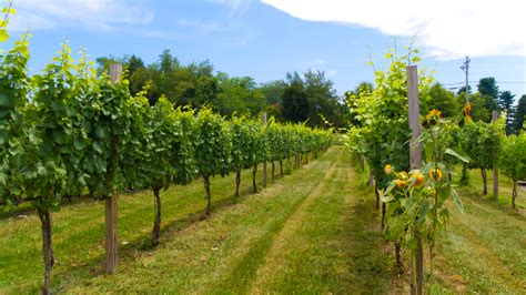 File:Maryland Vineyards at Fridays Creek.jpg - Wikipedia, the free ...