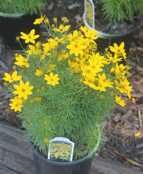 Coreopsis, Zagreb - Birchfield Nurseries