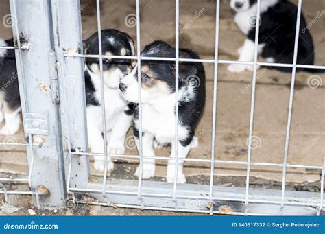 Two Beautiful Puppies in the Shelter Cage Stock Photo - Image of month ...