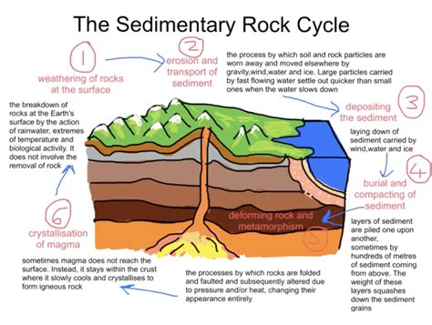 Sedimentary rocks Diagram | Quizlet