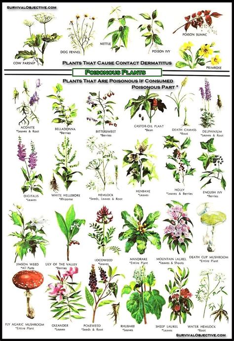 Poisonous Plant Guide : r/coolguides