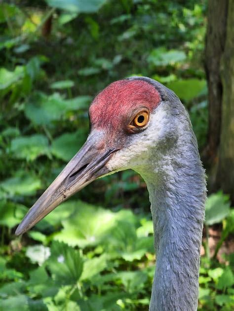 Crane Bird in Close Up Photography · Free Stock Photo