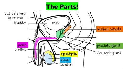 Male Reproductive System Structure Diagram | Images and Photos finder