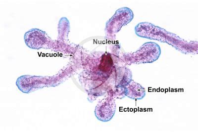 Amoeba Under Microscope 100x Labeled