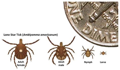 Viruses | Free Full-Text | Heartland Virus Epidemiology, Vector Association, and Disease Potential