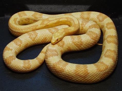 10 Beautiful Corn Snake Morphs - Reptile World Facts