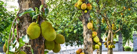 How To Grow Jackfruit Trees At Home