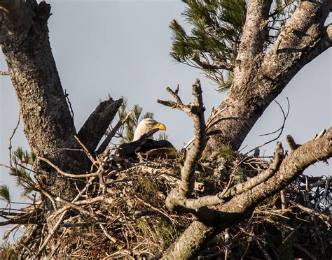 IMGL4982 Eagle's Nest #1 | Taken at 1400mm with a 500mm lens… | Flickr