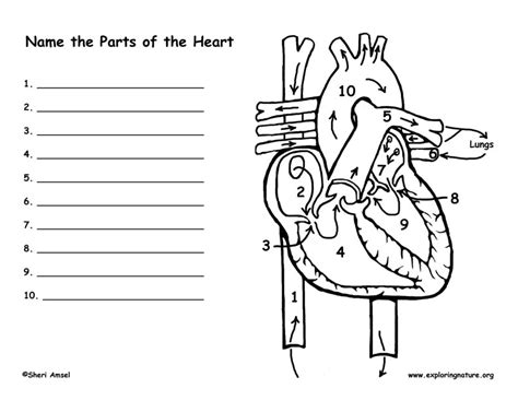 Blood Flow Through The Heart Worksheet