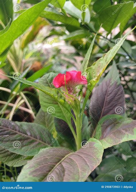 Pink Flowers with Leaves Sunny Morning Stock Image - Image of sunny ...