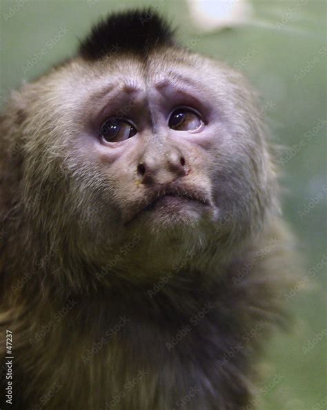 crying capuchin monkey Stock Photo | Adobe Stock