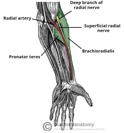 Superficial Radial Nerve - Course - Functions - TeachMeAnatomy