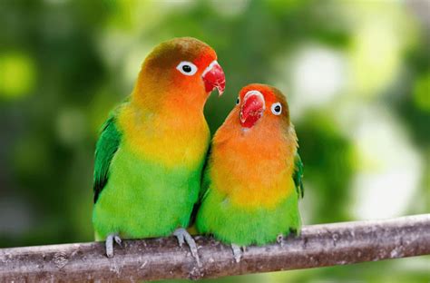 Lovebird Parrot | Hot Sex Picture