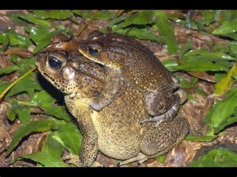 Frog Mating at monsoon - YouTube