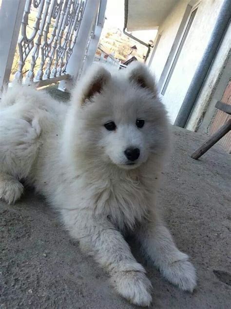 White husky puppy | White husky puppy, White husky, Cute dogs