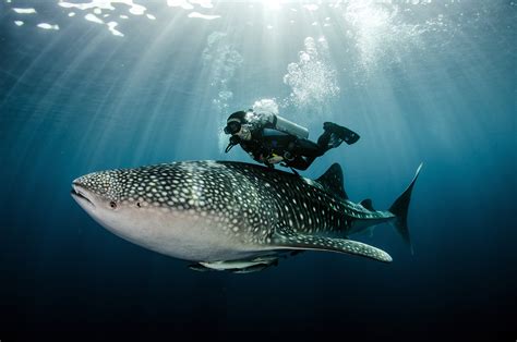 Basking Shark vs. Whale Shark: The Oceans’ Biggest Fish