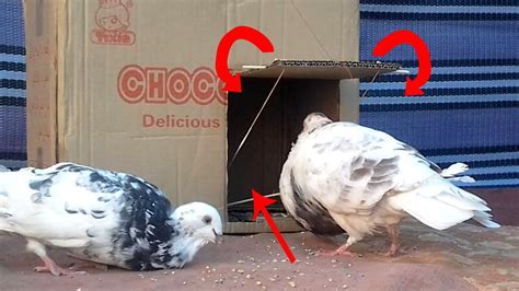 How To Make A Pigeon Trap Step by Step | Awesome DIY Bird Trap Made Out ...