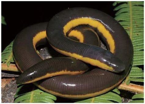 A New Striped Ichthyophis (Amphibia: Gymnophiona: Ichthyophiidae) from Kon Tum Plateau, Vietnam