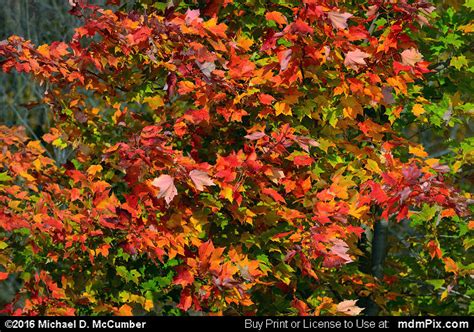 Fall Foliage Picture 019 - October 19, 2016 from Flight 93 National Memorial, Pennsylvania ...