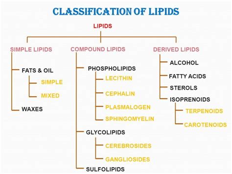 Lesson 2 - Lipids