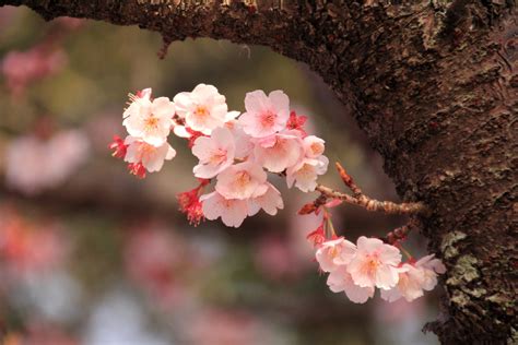 花/植物「2月の寒桜」壁紙1920x1280 - 壁紙館