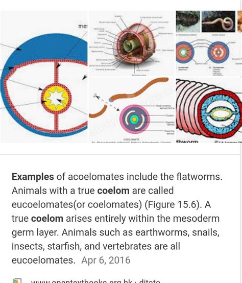 examples of coelom. - Brainly.in