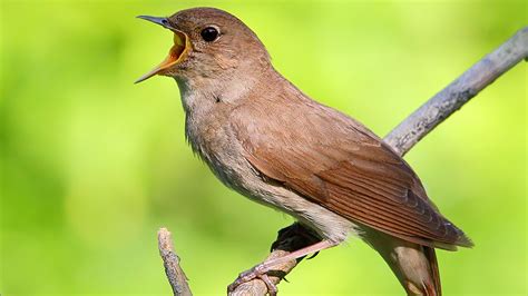 Nightingale - Animal Of The Day