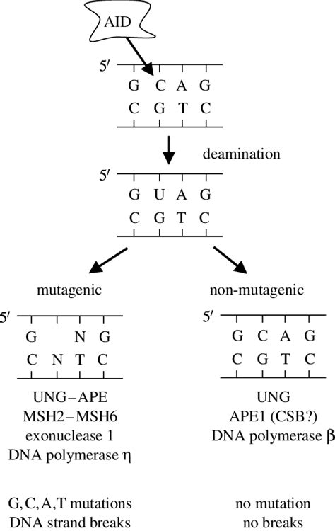 Mutagenic and non-mutagenic pathways for handling U. The mutagenic ...