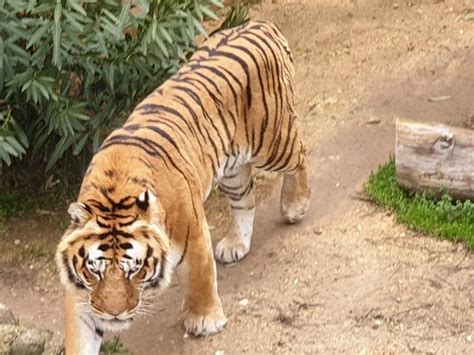 Gaziantep Zoo - 2021 Tours & Tickets | All You Need to Know Before You Go (with Photos ...